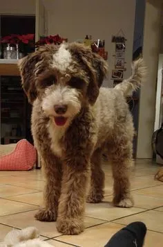 Aussiedoodle Haircuts with Pictures