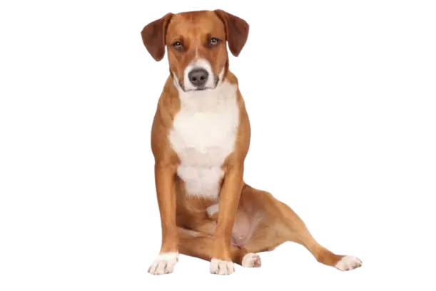 Hip dysplasia dog