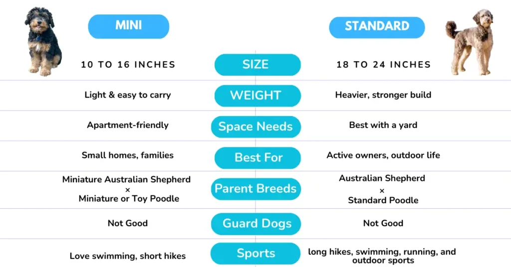 Mini vs Standard Aussiedoodle comparison showing size, weight, energy level, and parent breeds differences