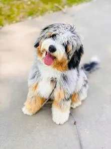 Mini aussiedoodle size