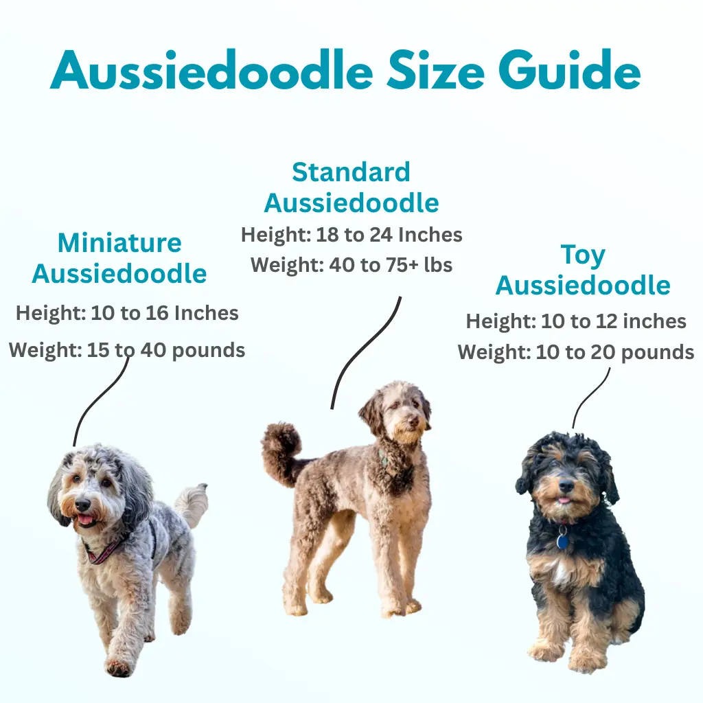 this img show Standard, Miniature and Toy Aussiedoodle Size Guide