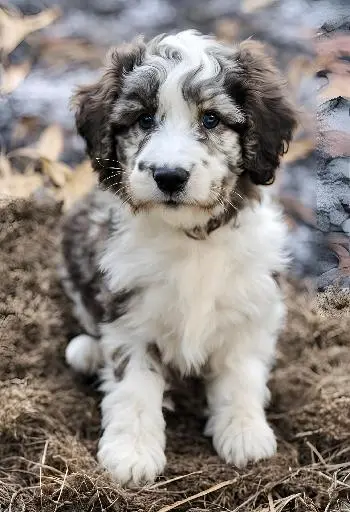 mini aussiedoodle