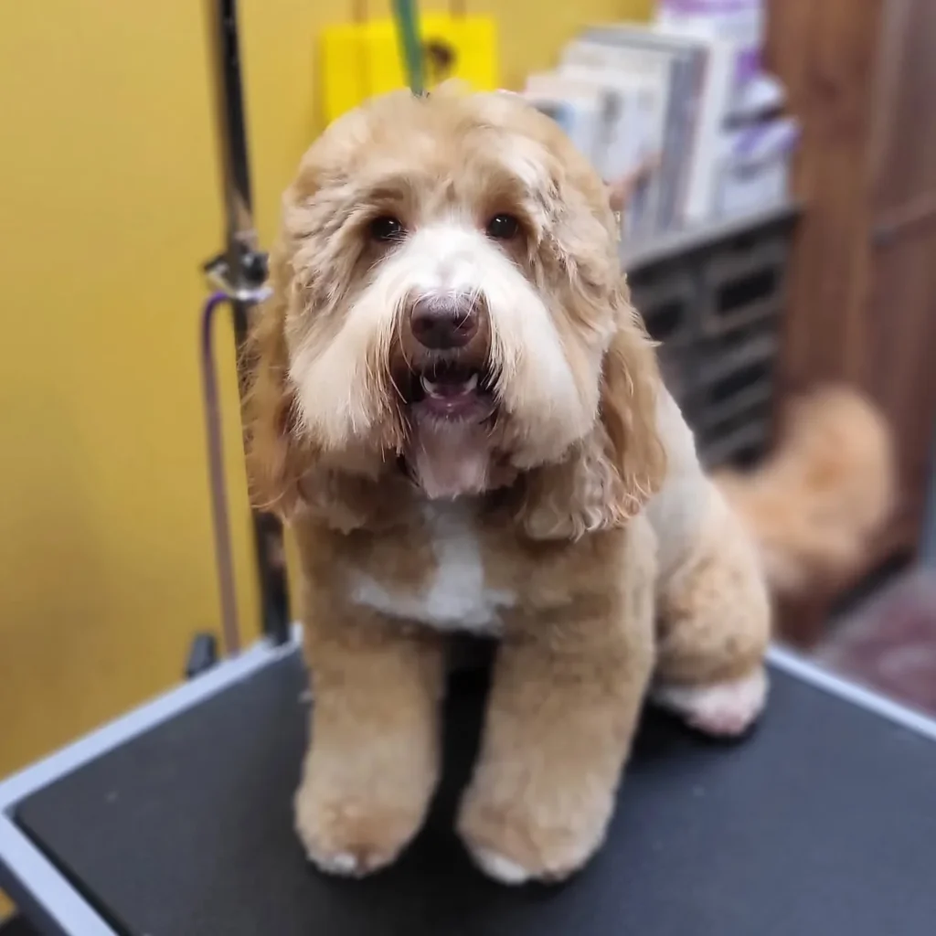 aussiedoodle lamb hair cut