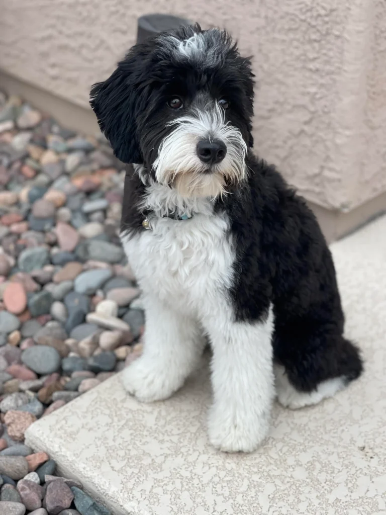 aussiedoodle puppy
