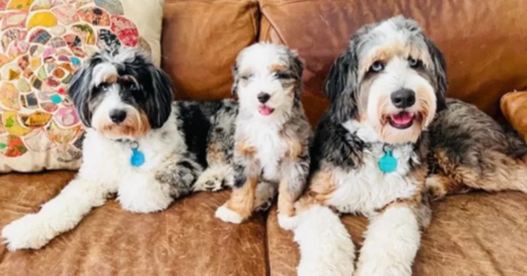 Top Grooming Supplies for Aussiedoodle – Keep Your Pup Clean
