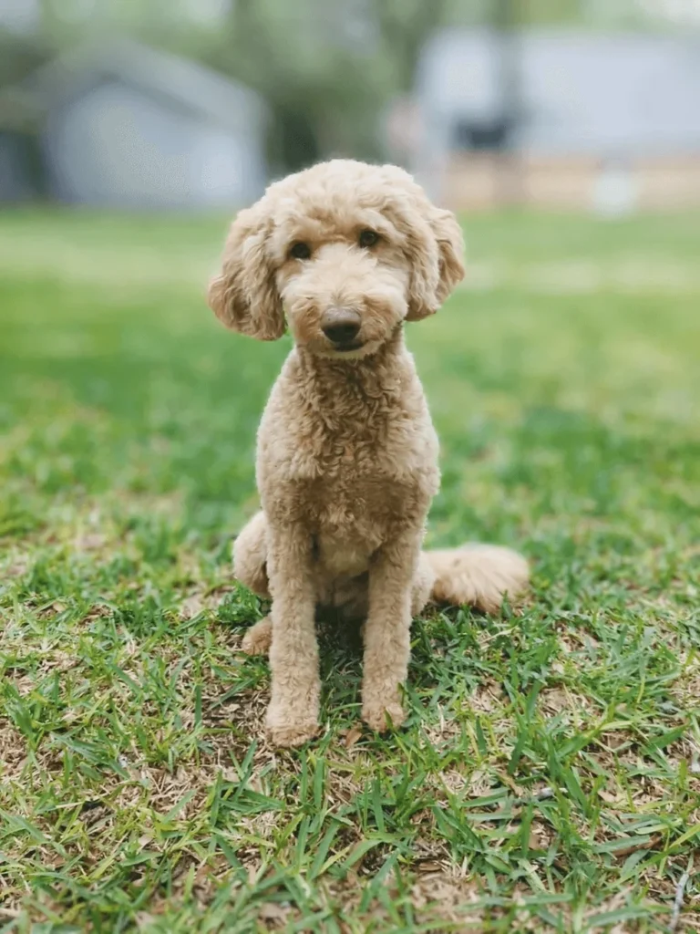 mini AussieDoodle poodle cut