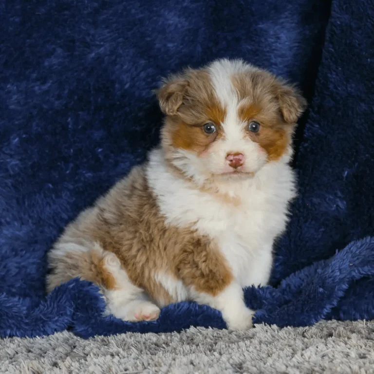 mini aussiedoodle puppy