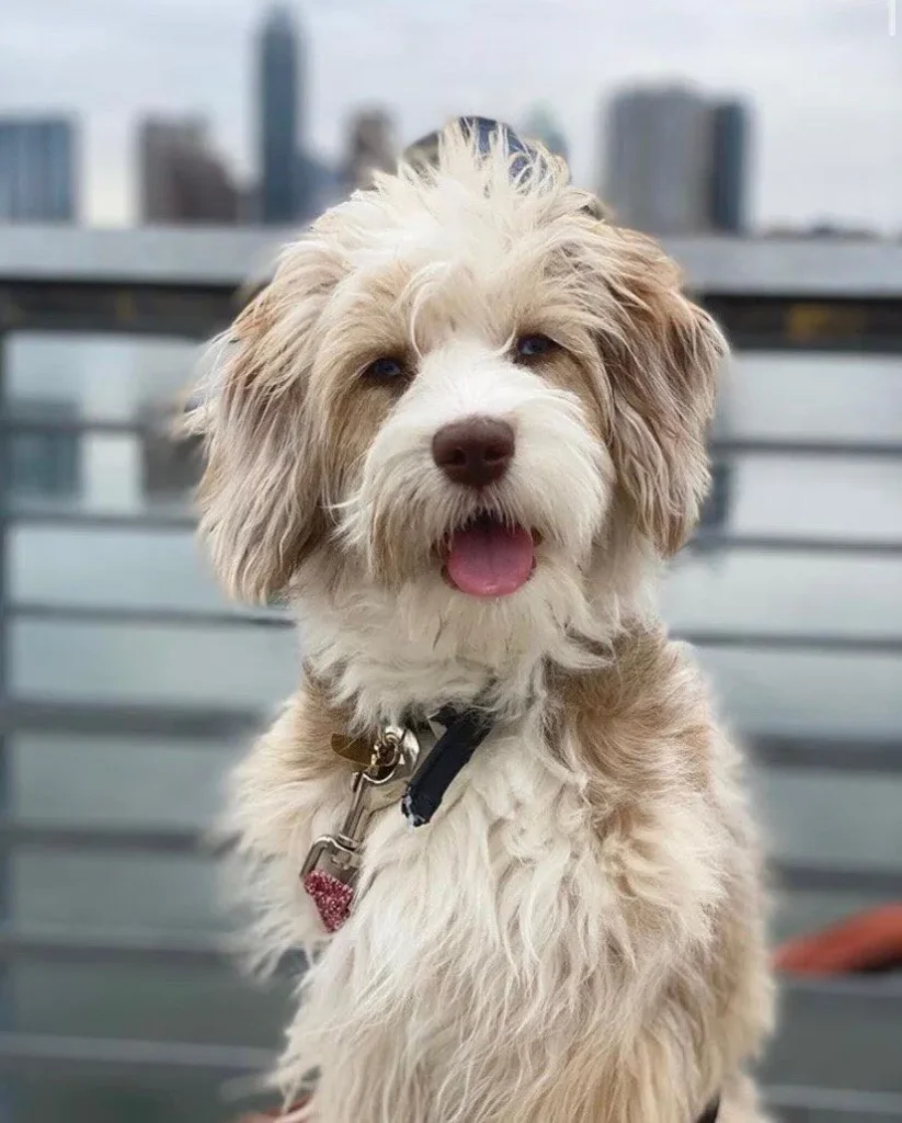 toy aussiedoodle puppy