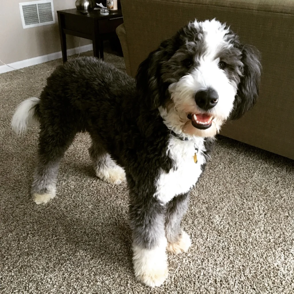 puppy cut aussiedoodle
