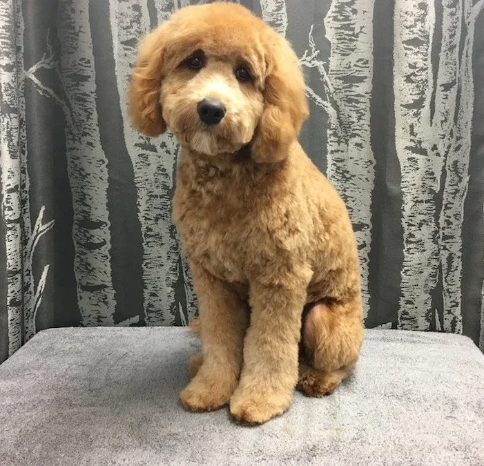 puppy cut