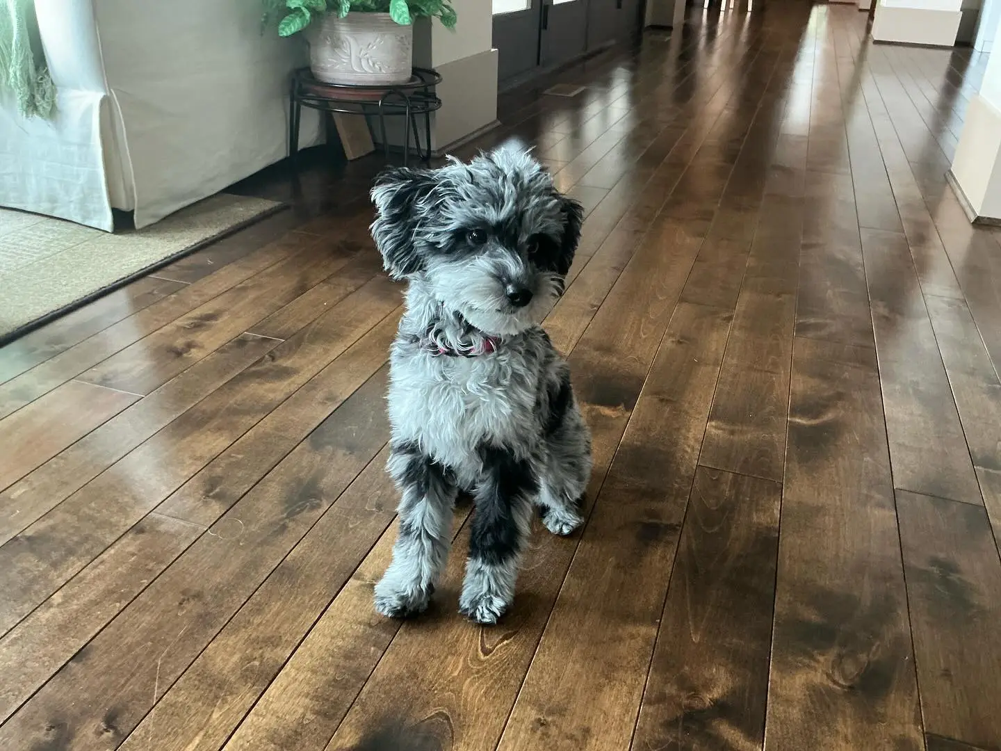 puppy toy