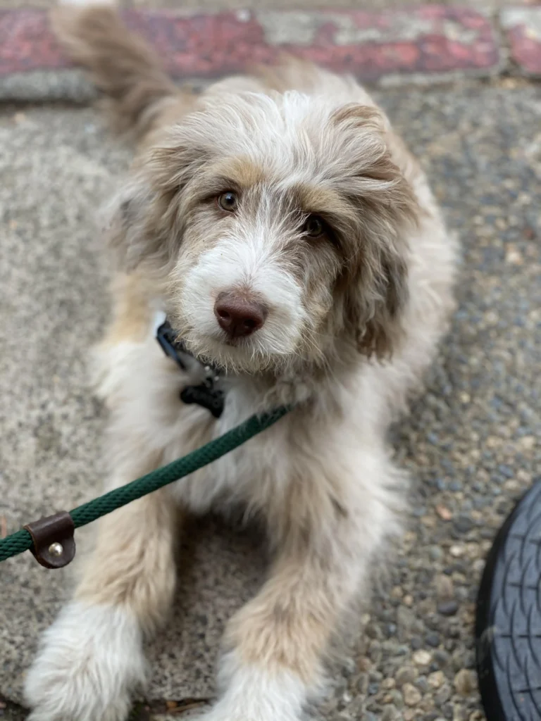 teddy bear aussiedoodle hair cut