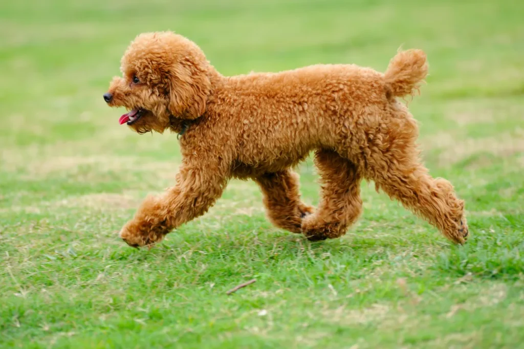 toy poodle father of toy aussiedoodle