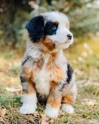 toy puppy aussiedoodle