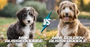 Mini Aussiedoodle vs Mini Golden Aussiedoodle