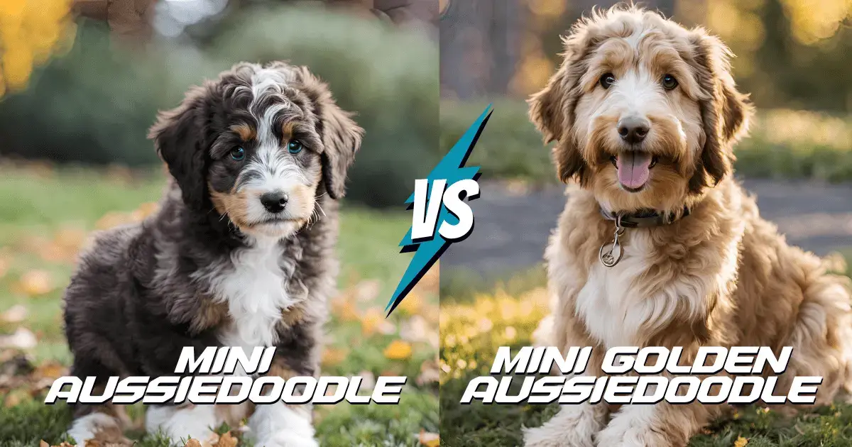 Mini Aussiedoodle vs Mini Golden Aussiedoodle