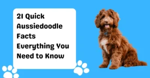 21 Quick Aussiedoodle Facts Everything You Need to Know-min