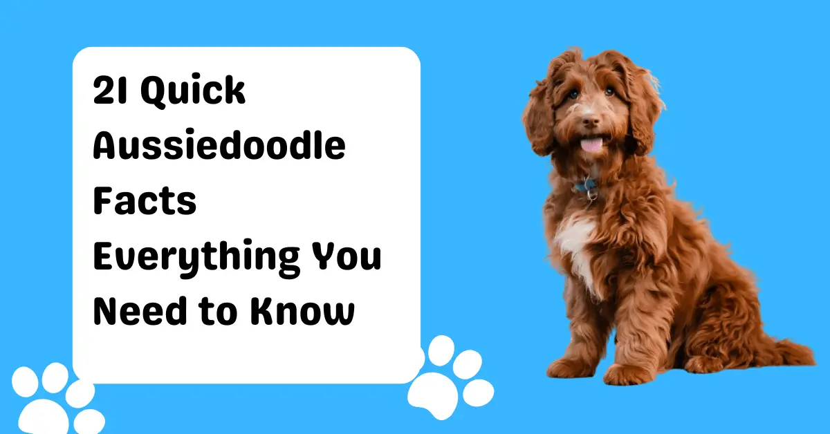 21 Quick Aussiedoodle Facts Everything You Need to Know-min