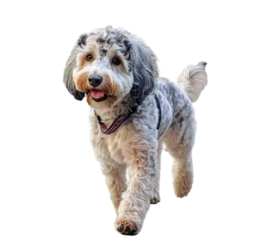 Curly Coat Aussiedoodle guide by petsay