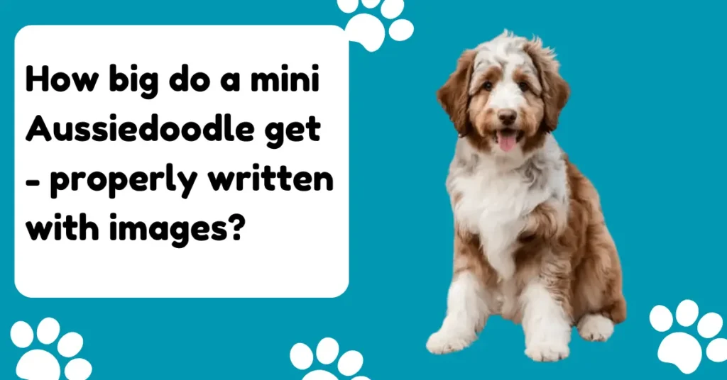 How big do mini Aussiedoodle get