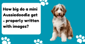 How big do mini Aussiedoodle get