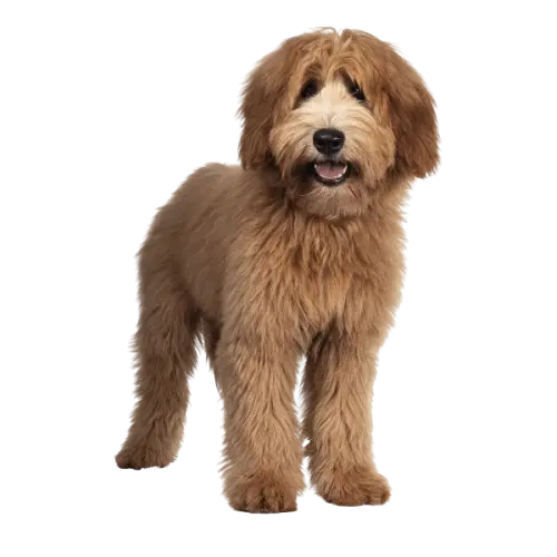 Straight Coat Aussiedoodle guide by petsay (2)