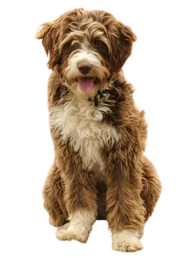 Wavy Coat Aussiedoodle guide by petsay