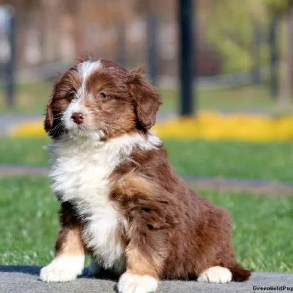 Toy Aussiedoodle Petsay