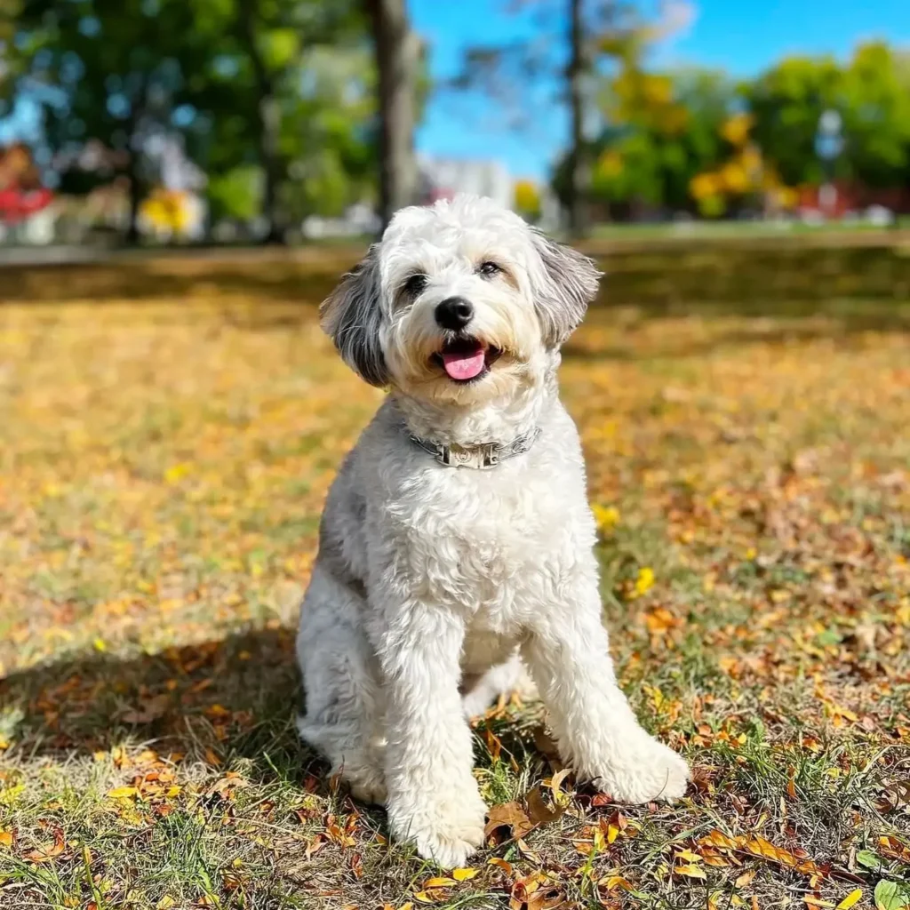 mini aussiedoodle