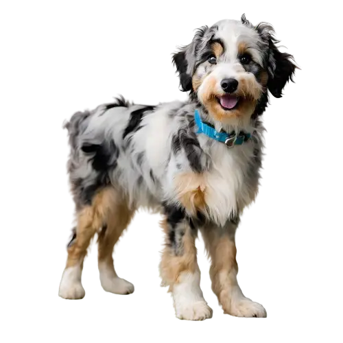 blue merle mini aussiedoodle