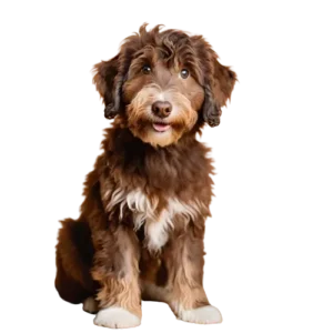 brown aussiedoodle