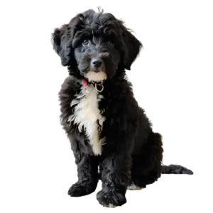 black aussiedoodle