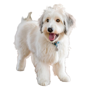white aussiedoodle