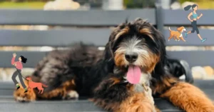 Aussiedoodle Exercise Needs The Ultimate Guide to Keep Your Dog Fit and Happy