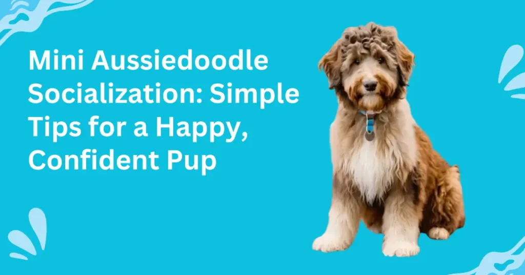 Mini Aussiedoodle Socialization