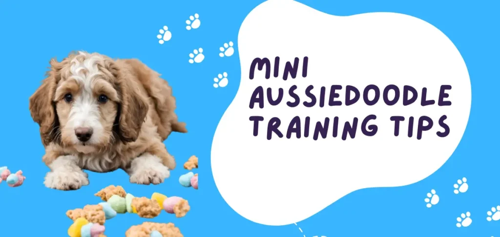 Mini Aussiedoodle Training Tips