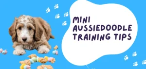 Mini Aussiedoodle Training Tips