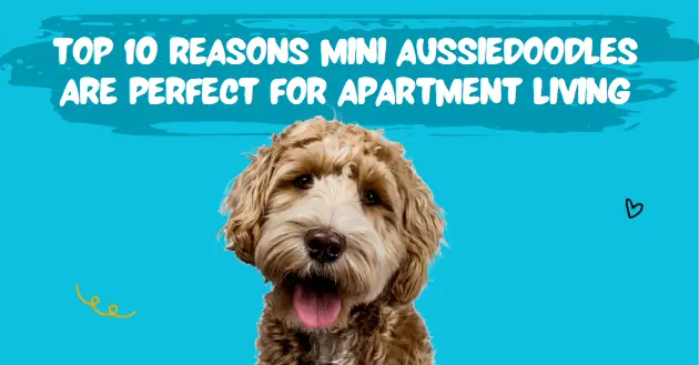 Reasons Mini Aussiedoodles Are Perfect for Apartment Living