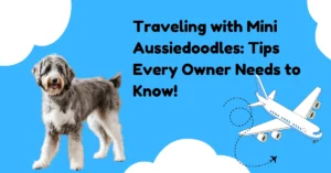 Traveling with Mini Aussiedoodles