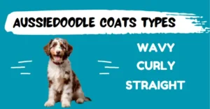 mini aussiedoodle coat