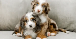 Toy Aussiedoodle