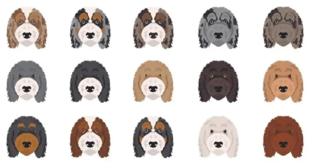 Mini Aussiedoodle Colors with Images