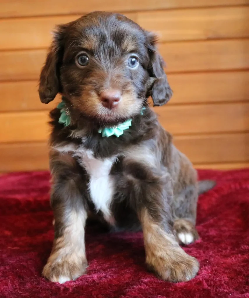 Red Phantom mini aussiedoodle (2)
