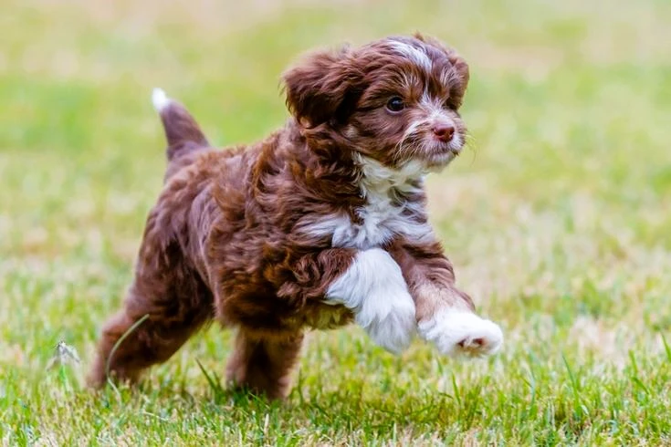 Red Tuxedo mini aussiedoodle