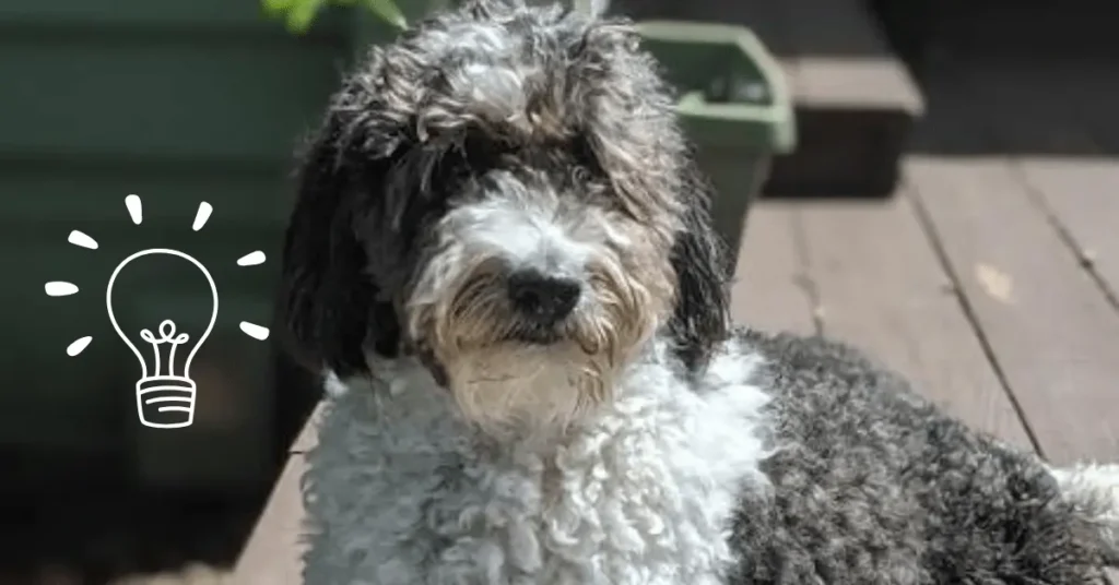 7 Secrets Every Mini Aussiedoodle Owner Knows