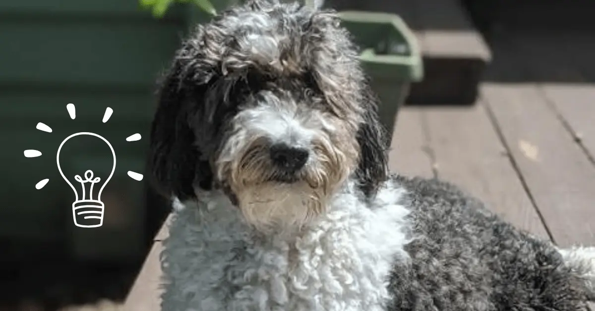7 Secrets Every Mini Aussiedoodle Owner Knows
