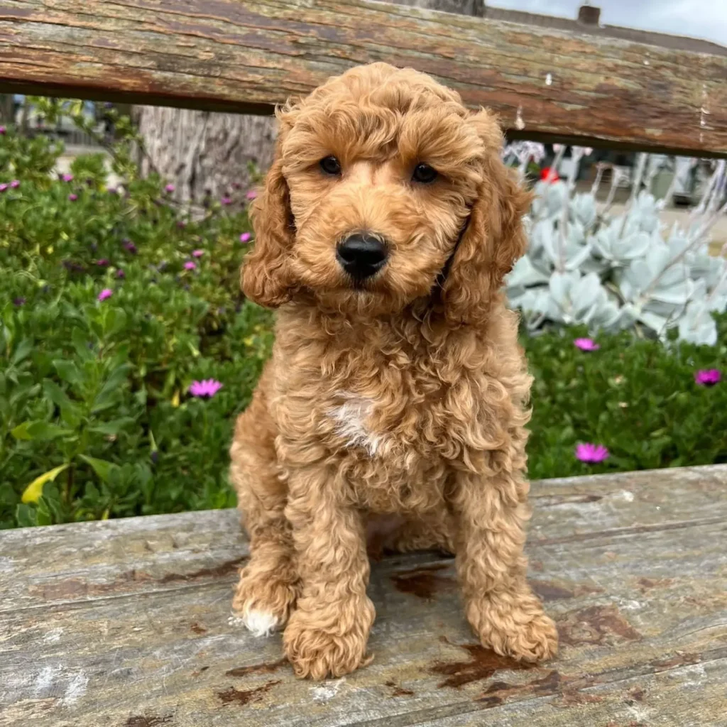 apricot mini aussiedoodle