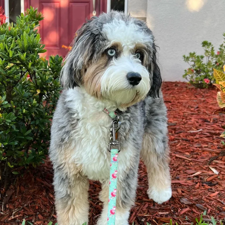 blue merle aussiedoodle