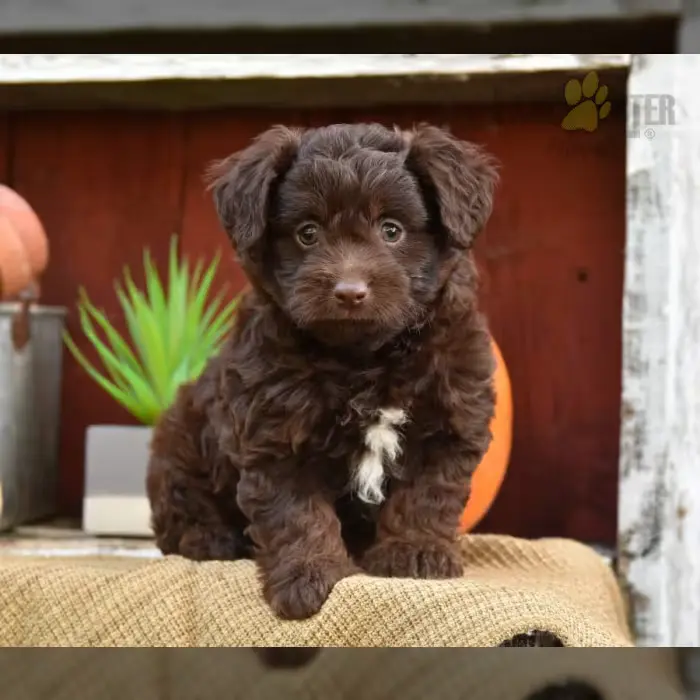 toy aussiedoodle