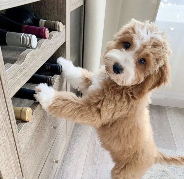 miniature aussiedoodle